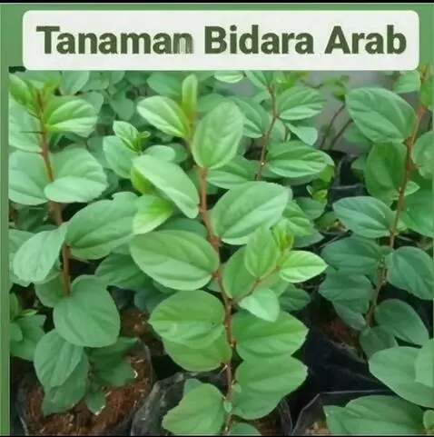 AI Video from prompt: “Create an image that moves slightly left and ri