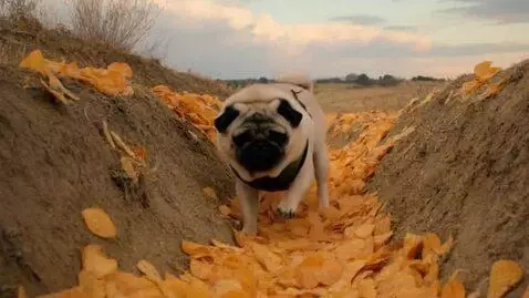 AI Video from prompt: the pug goes to the chip trench