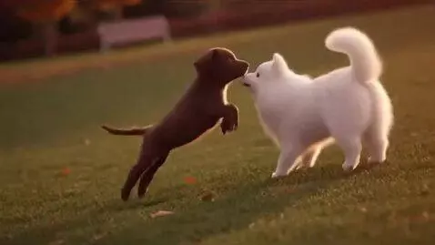 AI Video from prompt: “A cute emotional dog love story. A lonely brown