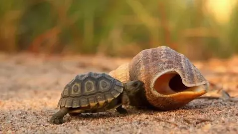 AI Video from prompt: The turtle moves from a small shell to a larger 