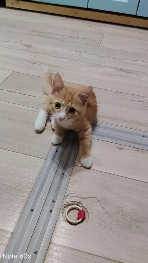 AI Video from prompt: cat cat cat cat