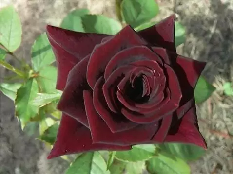 Wan 2.5 Preview video