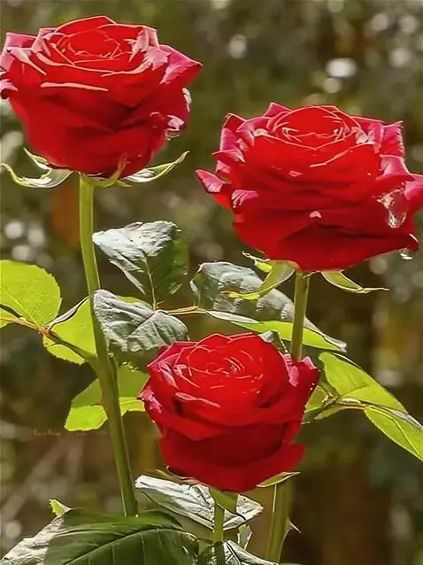 Wan 2.5 Preview video