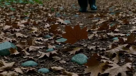 AI Video from prompt: Empty forest floor with leaves and stones, camer