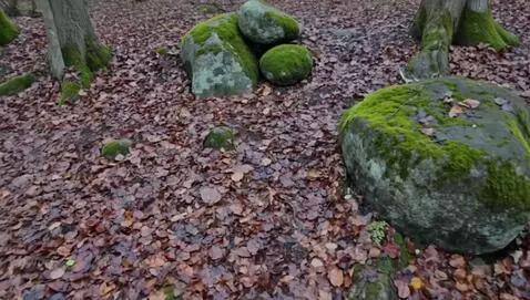 AI Video from prompt: Empty forest floor with leaves and stones, camer
