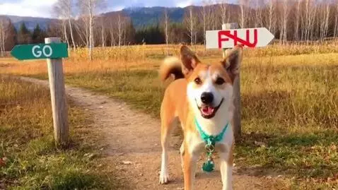 AI Video from prompt: dog go yes flu no