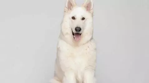 AI Video from prompt: Animate the uploaded image of a Swiss Shepherd d