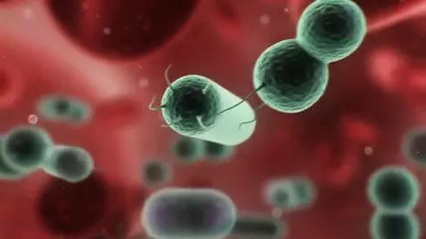 AI Video from prompt: bacteria inside the human body
