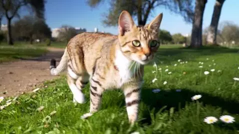 AI Video from prompt: A cat walks on the grass in the park