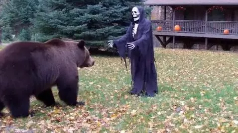AI Video from prompt: Bear scared by Halloween decoration