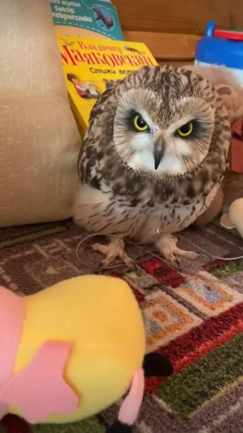AI Video from prompt: Owl is screaming in agony and tears while it’s f