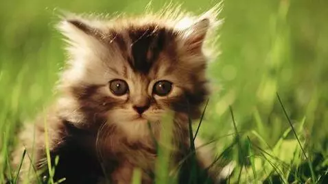 AI Video from prompt: turn an image into a video