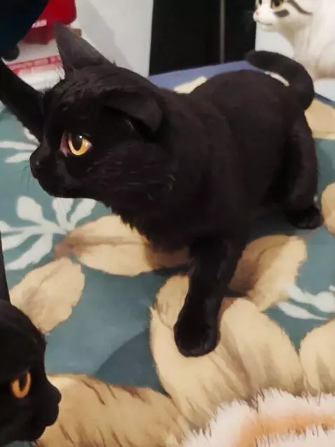 AI Video from prompt: The cat puts on a baseball cap and starts dancin