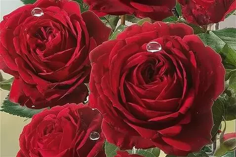 Wan 2.5 Preview video