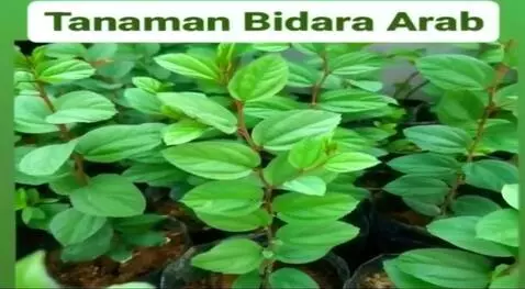 AI Video from prompt: “Make the image move left and right, swaying as 