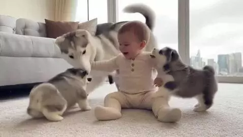 AI Video from prompt: A baby in an apartment plays with husky puppies 