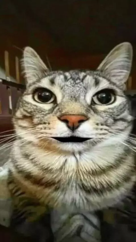 AI Video from prompt: the cat says "no one will believe you" and disap