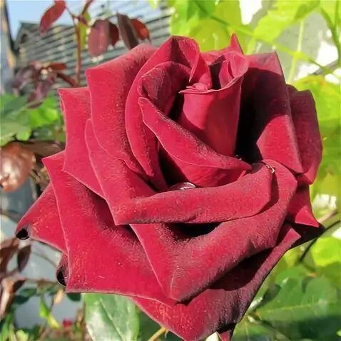 Wan 2.5 Preview video