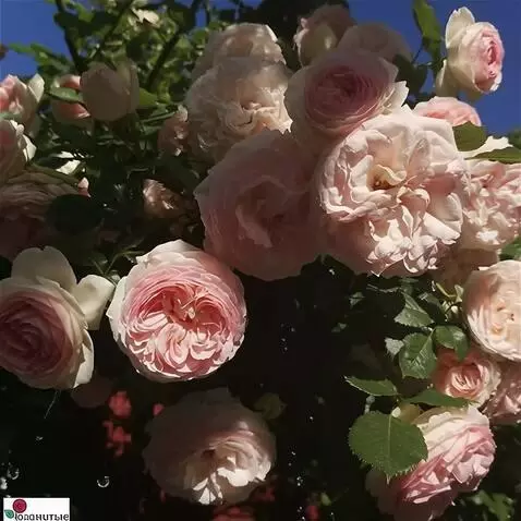 Wan 2.5 Preview video