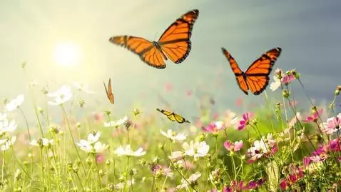 AI Video from prompt: i want them to fly