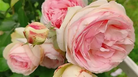 Wan 2.5 Preview video