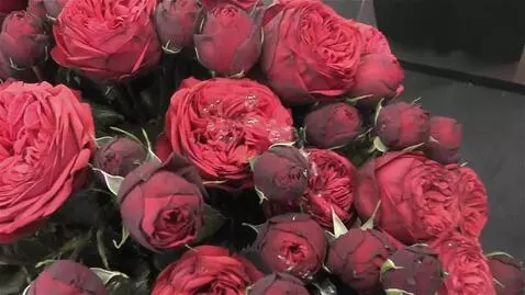 Wan 2.5 Preview video