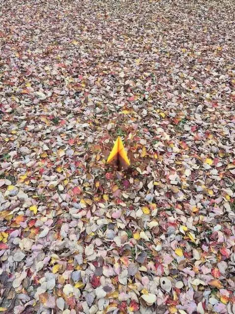 Kling 2.5 Turbo (pro) video