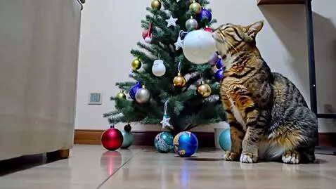 AI Video from prompt: A cat sits in a room near a decorated Christmas 
