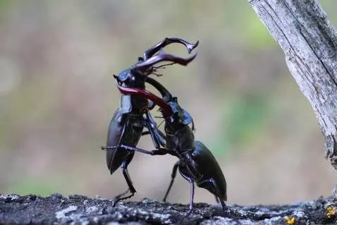 AI Video from prompt: Cinematic, hyperrealistic, macro photography, ab