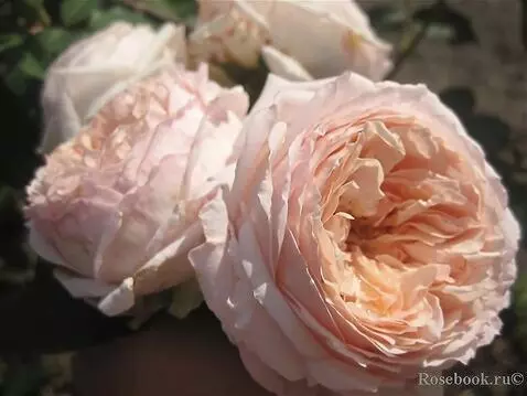 AI Video from prompt: roses sway inthe wind with drops of woter