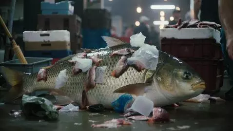 AI Video from prompt: Fish trashy than rush
