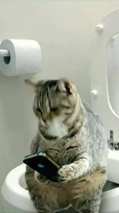 AI Video from prompt: The cat is looking at something interesting on t