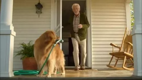 AI Video from prompt: the dog is standing on the porch of the house, a
