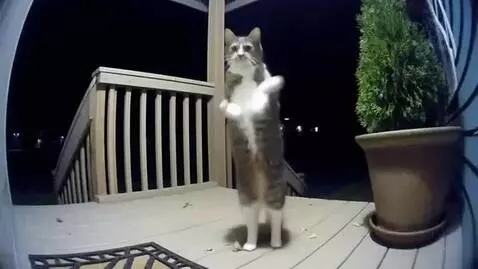 AI Video from prompt: At night a cat walks up the porch to the ring ca