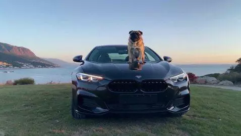 AI Video from prompt: Realistic video, high-quality rendering. A pug d