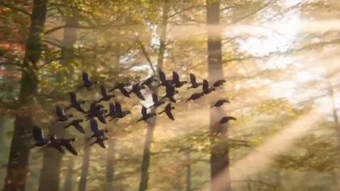 AI Video from prompt: Create a video of a flock of birds flying in the
