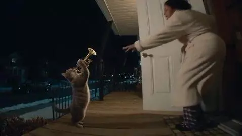 AI Video from prompt: Low angle wide shot + A grey tabby cat, standing