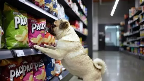 AI Video from prompt: a pug dog takes chips from the store and a pussy