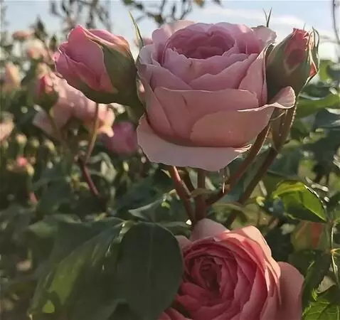 Wan 2.5 Preview video