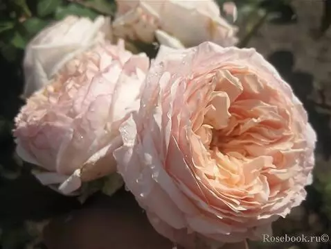 Wan 2.5 Preview video