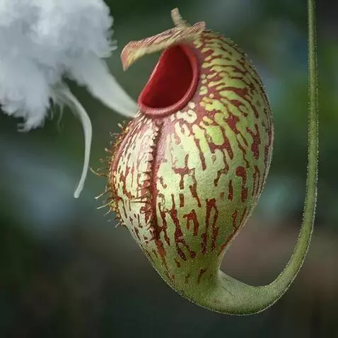 AI Video from prompt: Using the uploaded photo of the Nepenthes pitche