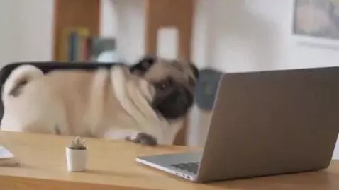 AI Video from prompt: The pug is sitting at the computer and then got 