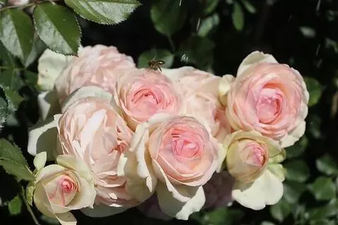 AI Video from prompt: roses sway in the mind in drops of water
