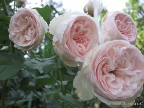 AI Video from prompt: roses sway in the mind in drops of water