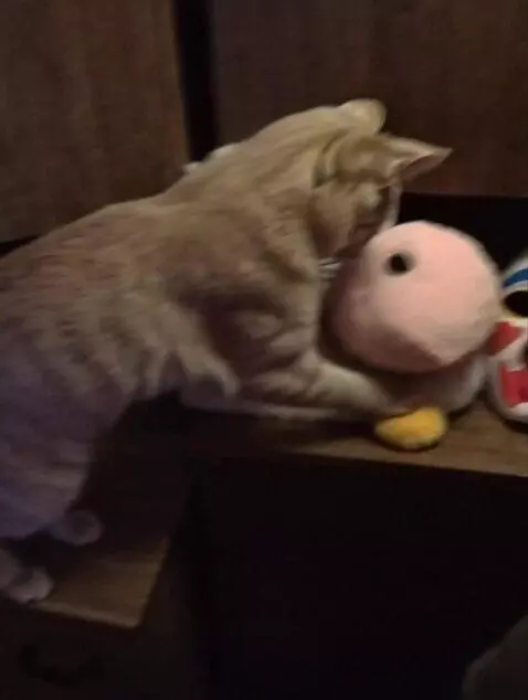 AI Video from prompt: Cat go crazy and start crushing things around