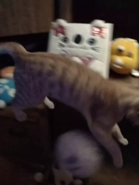 AI Video from prompt: cat is going crazy end begin destroy thinks all 