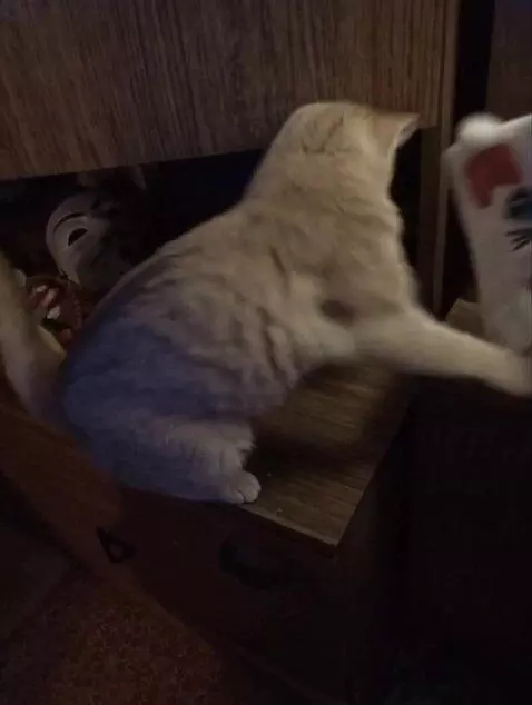 AI Video from prompt: cat is going crazy and begin destroy things and 