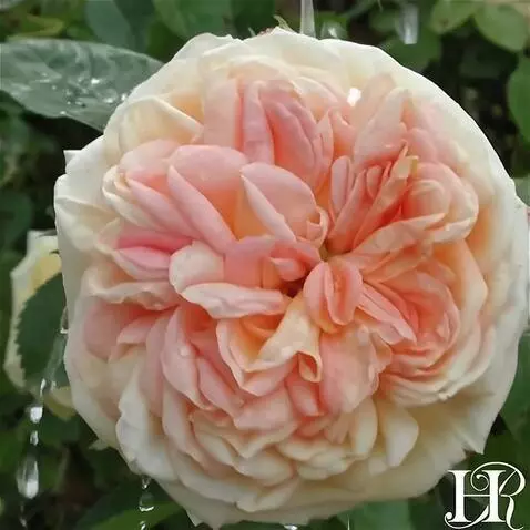 Wan 2.5 Preview video