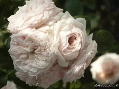 Wan 2.5 Preview video