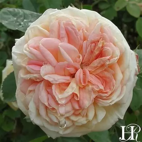 Wan 2.5 Preview video